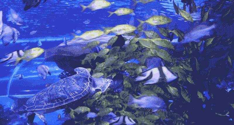 滨州海底世界5.1演出时间表,滨州海底世界39.9团购票