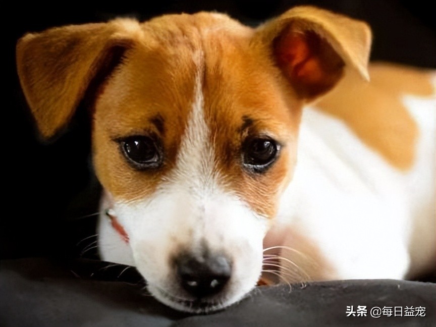 狗狗误食异物中毒怎么办,狗狗误食有毒食物死亡