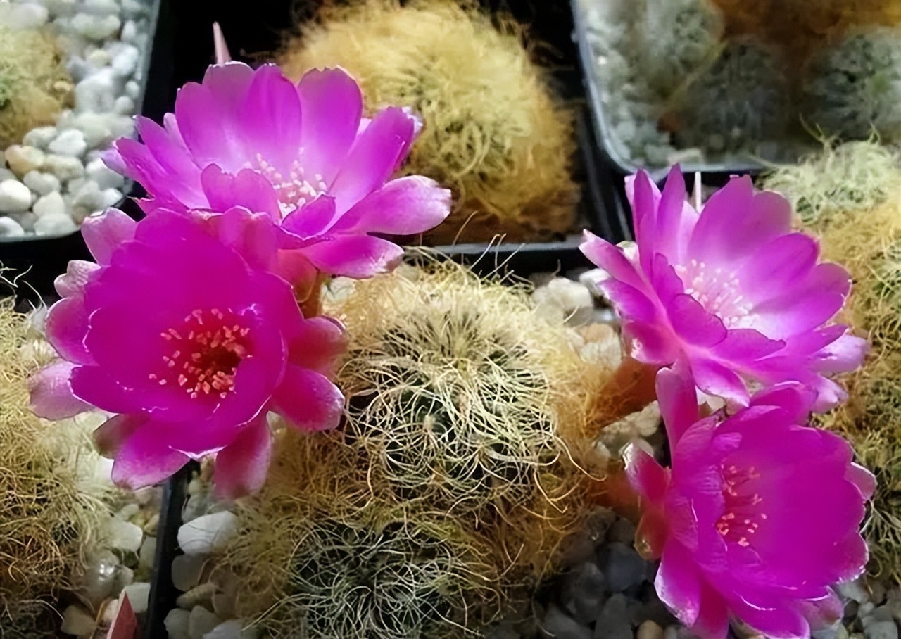 200种·仙人球开花图鉴，大开眼界，美到爆