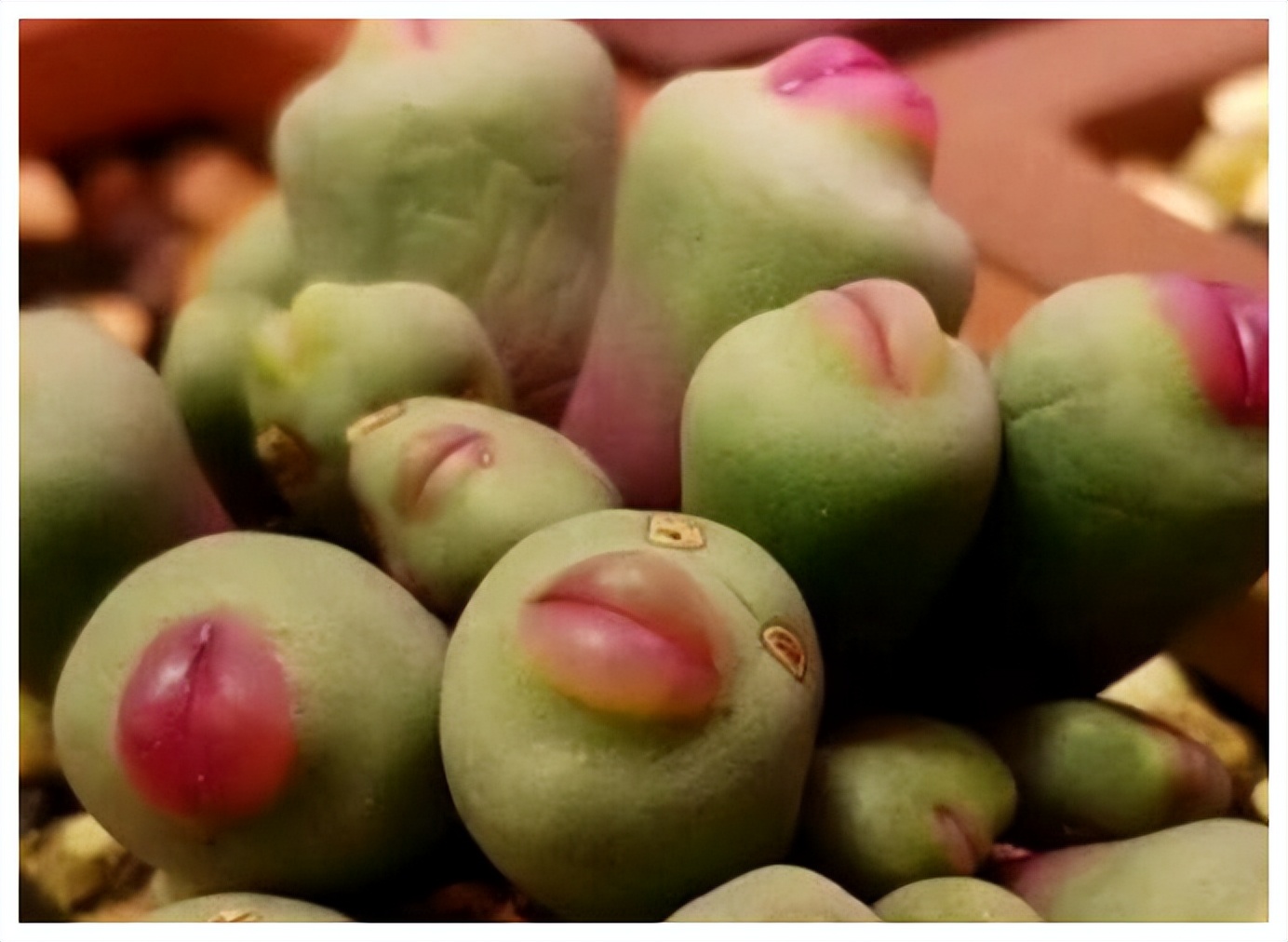 女子8年种多肉成多肉界天花板,100种多肉造型图