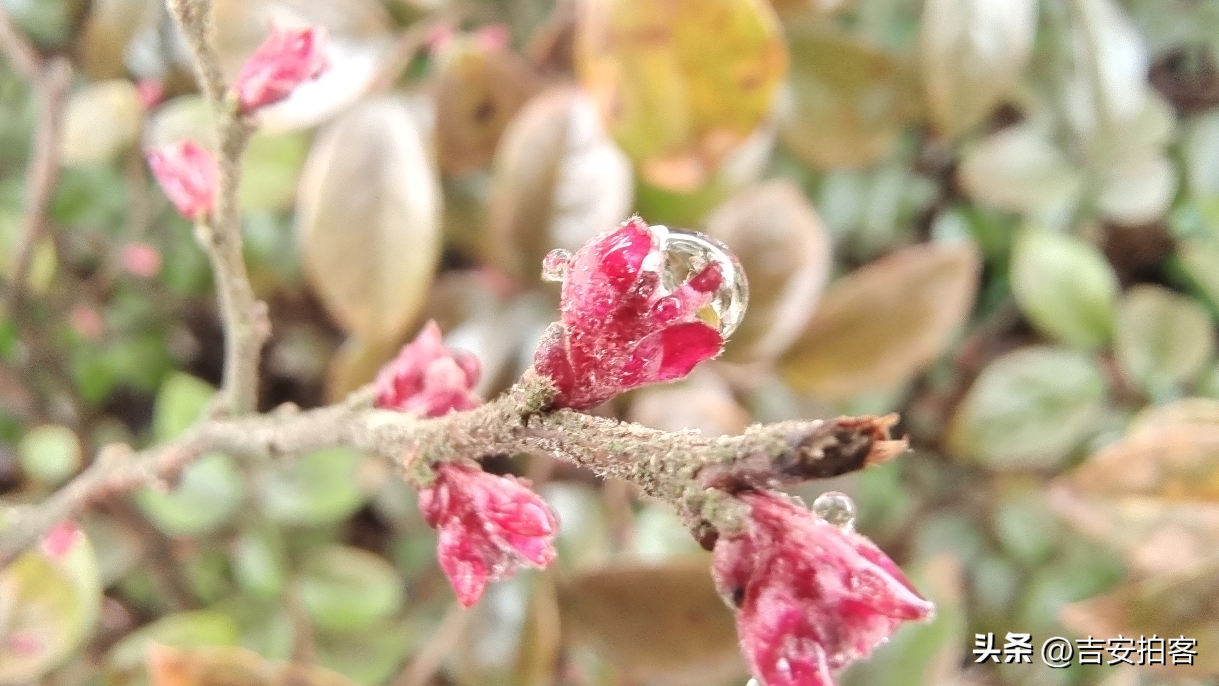 春雨滋润下的红花檵木