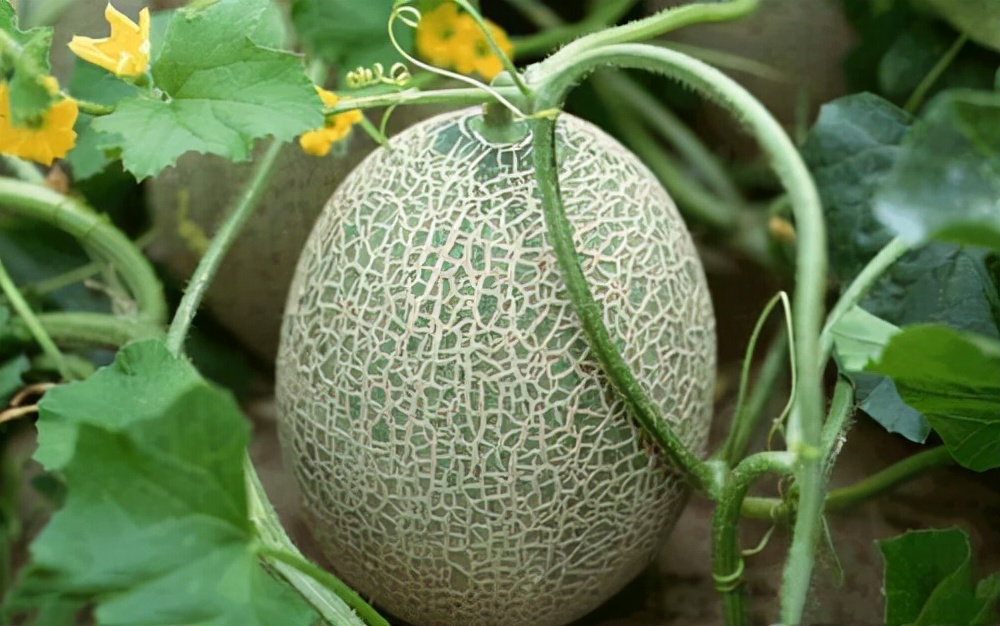 宸存鐣欓鐡滅敤娌瑰仛鑲ユ枡鏄湡鐨勫悧,宸存鐣欓鐡滄垚涓虹綉绾㈢殑鍘熷洜