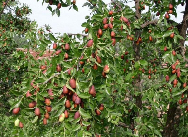 庭院种8棵树风水寓意,8种院子树