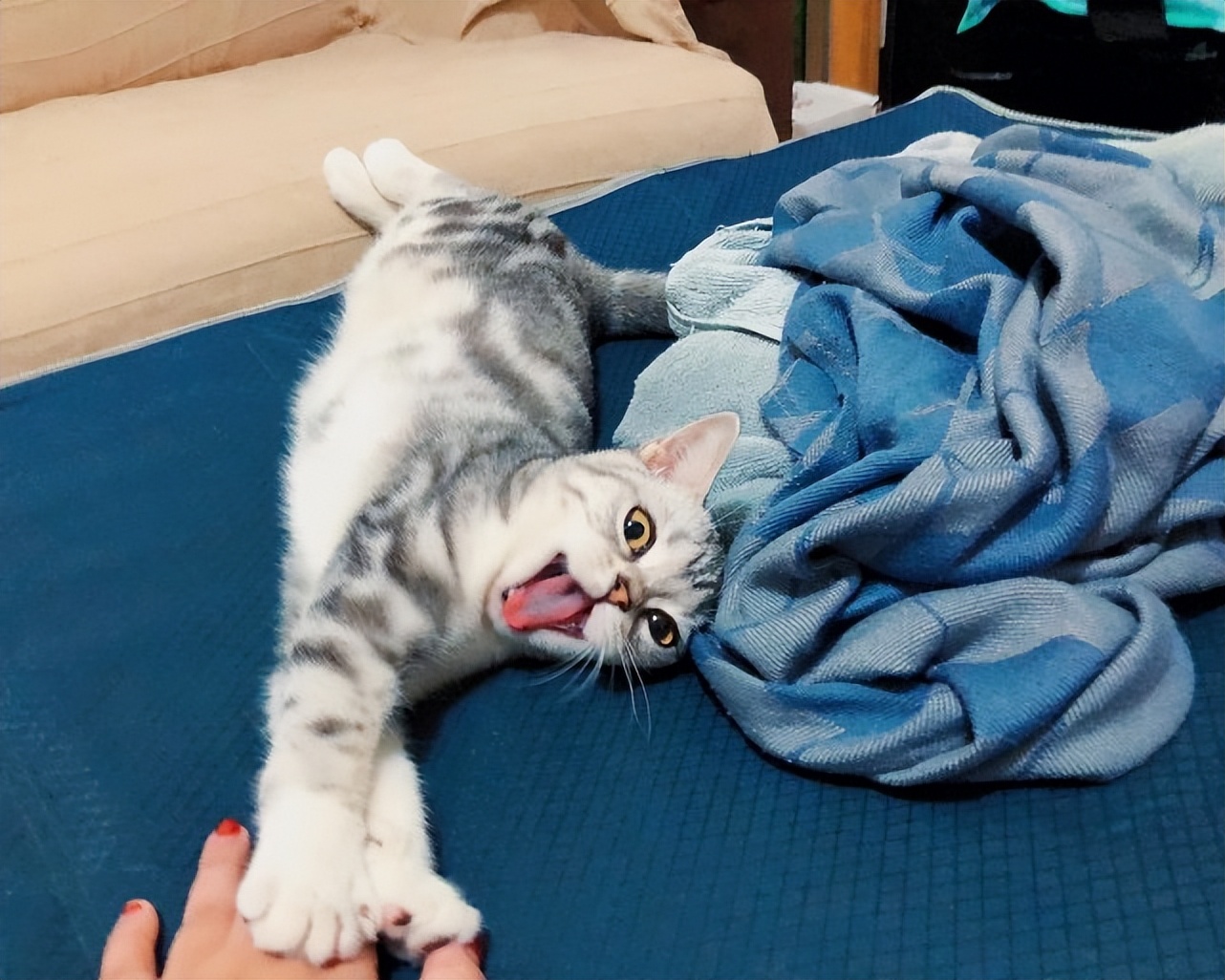 绝育后的公猫应该换绝育的猫粮吗,公猫绝育和不绝育下面啥样的