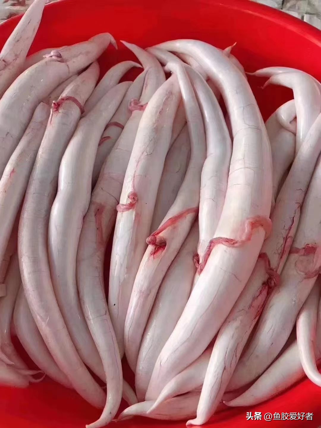 鱼胶是否智商税,鱼胶到底值不值得买