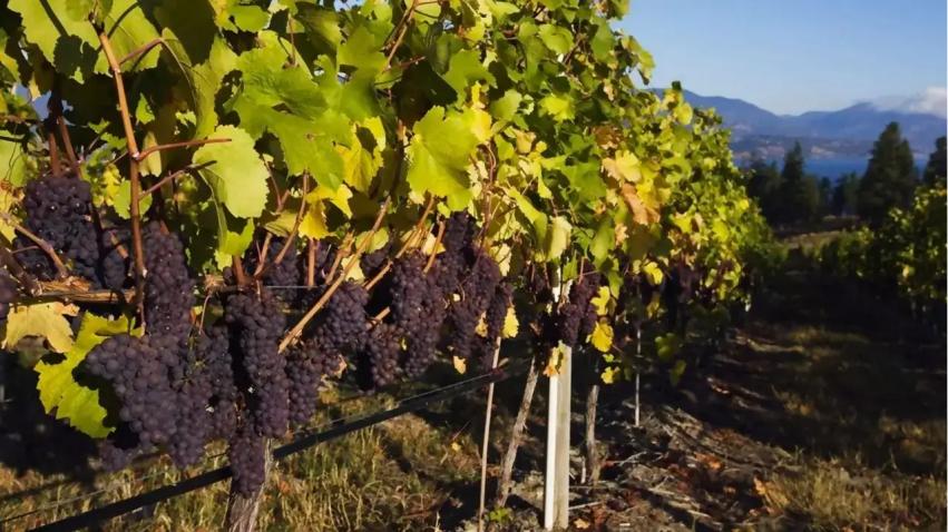 澳洲皇家庄园红酒,奔玛斯庄园西拉干红葡萄酒