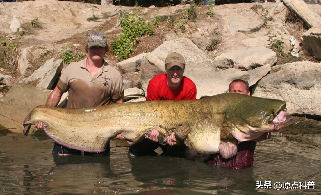 印度泛滥成灾的七大动物，自己不敢吃，想让中国当接盘侠