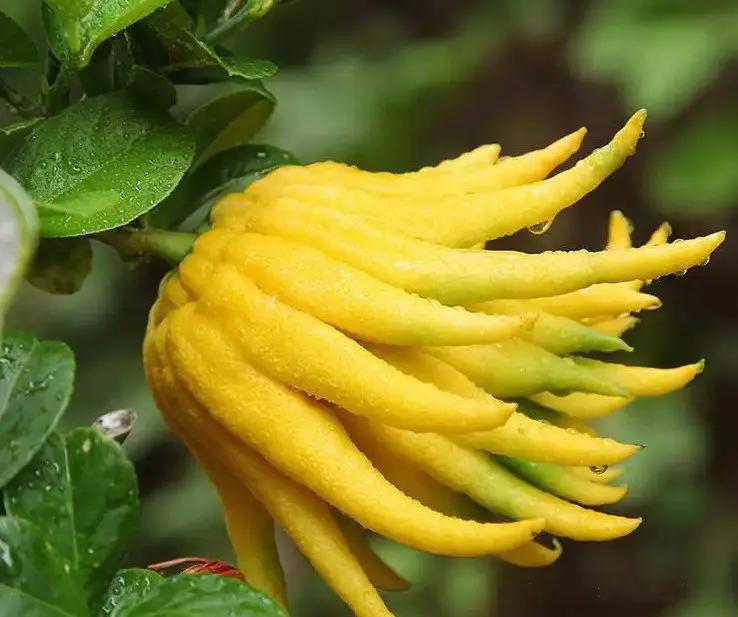 佛手瓜和佛手柑,佛手是佛手柑还是佛手瓜