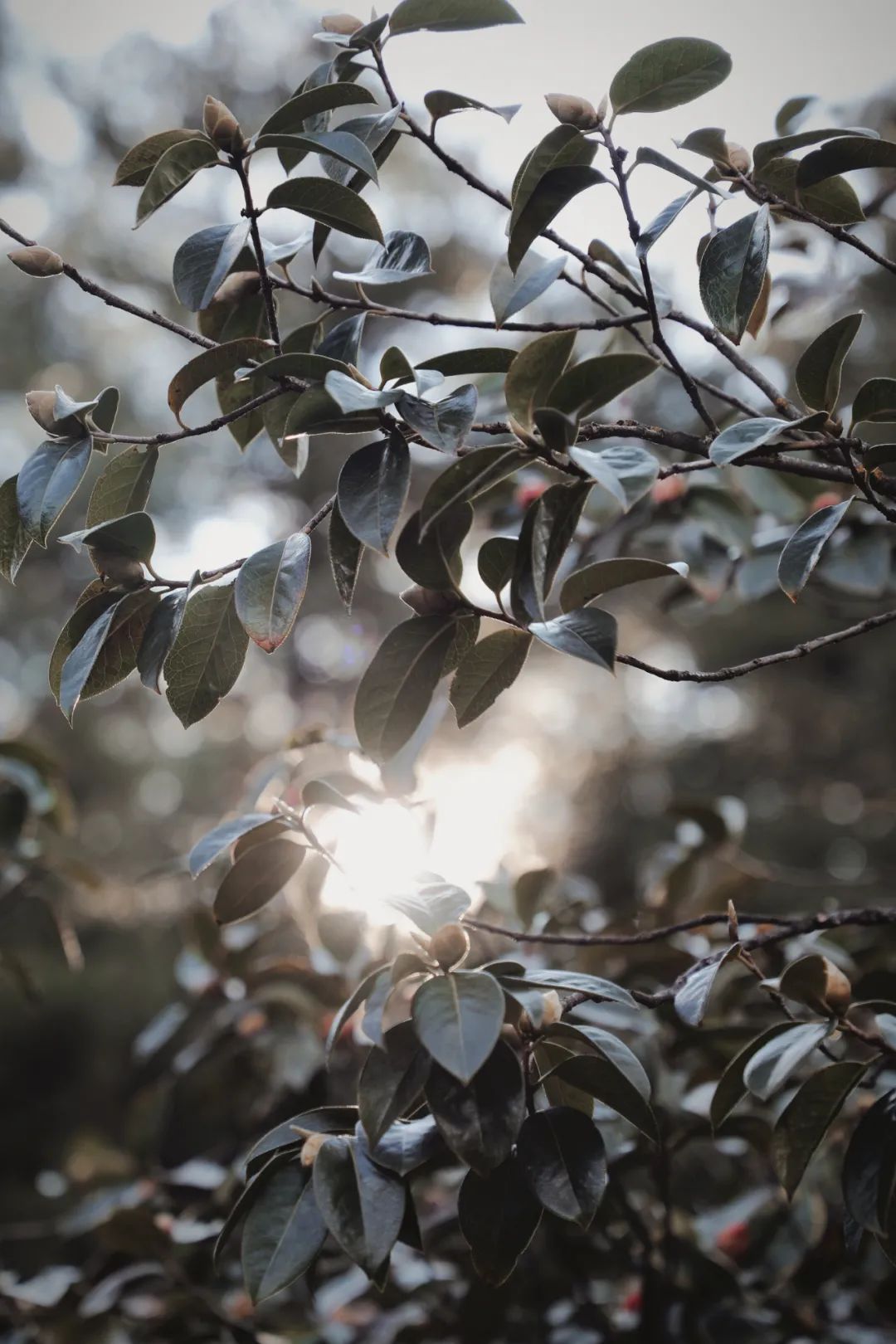 玉峰寺茶花,昆明金殿看茶花