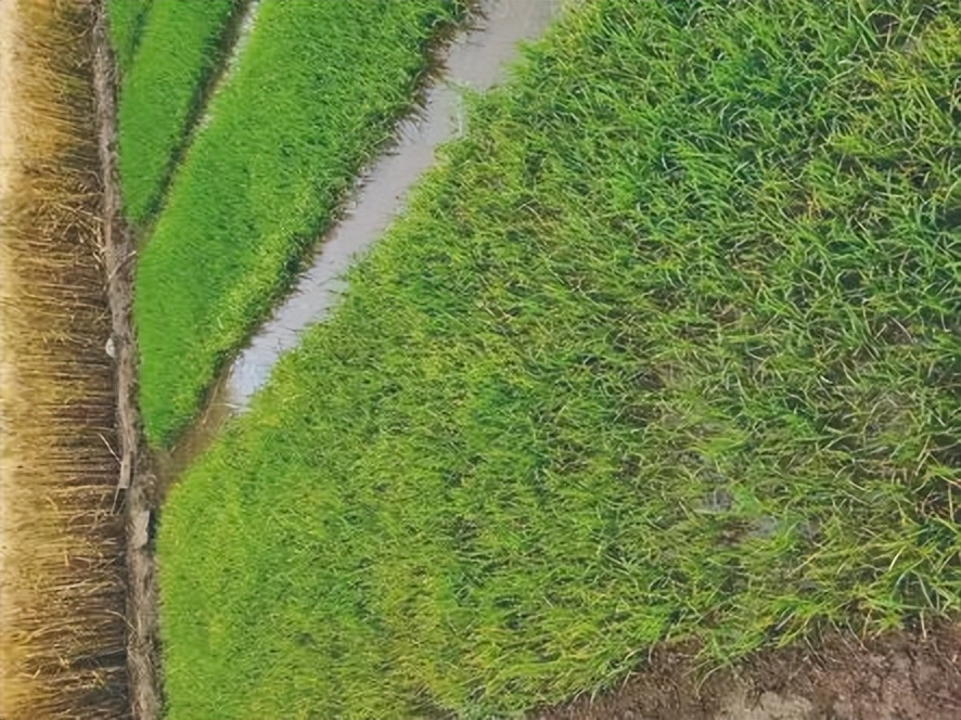 稻苗发黄和枯萎是什么原因,稻秧枯萎死亡