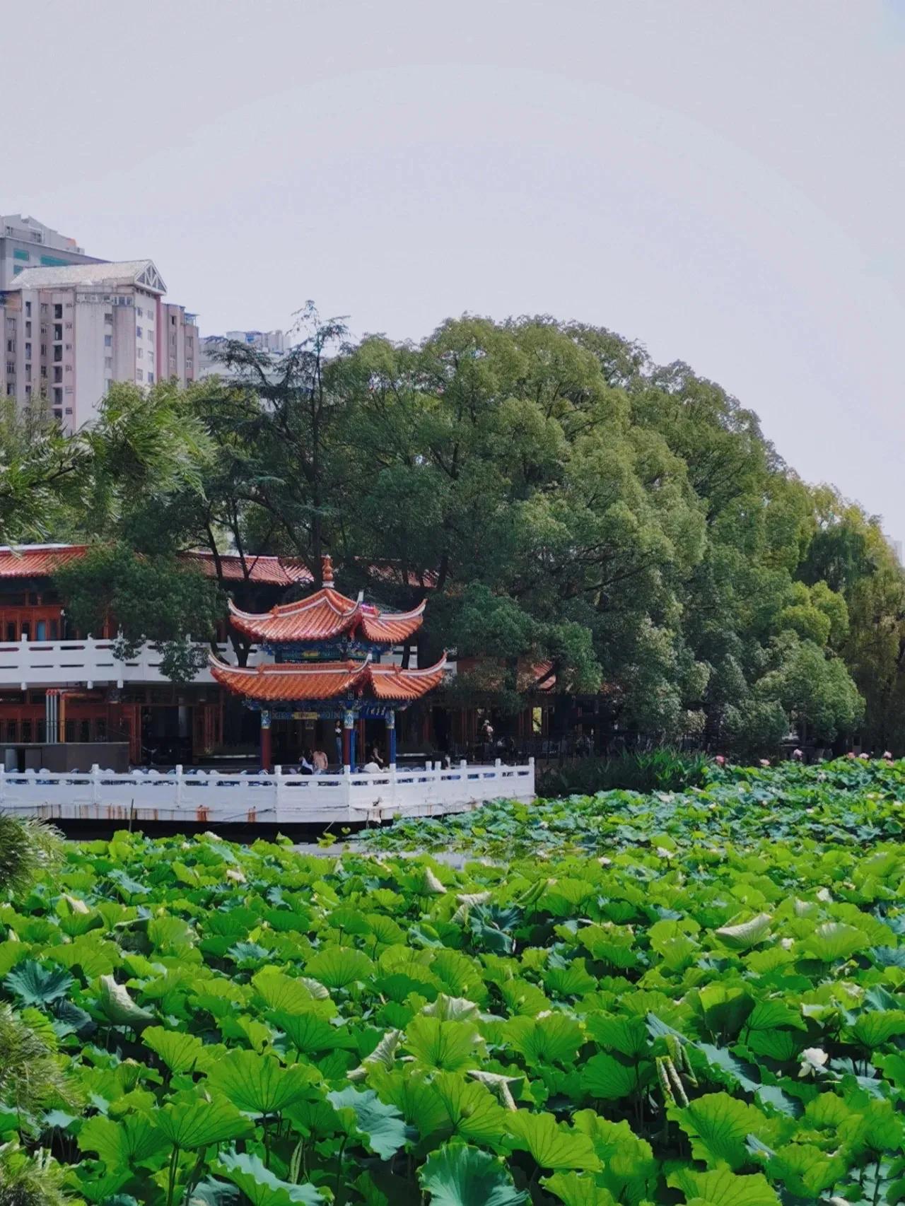 昆明野生动物园攻略一日游,昆明一日游攻略自驾游最佳路线