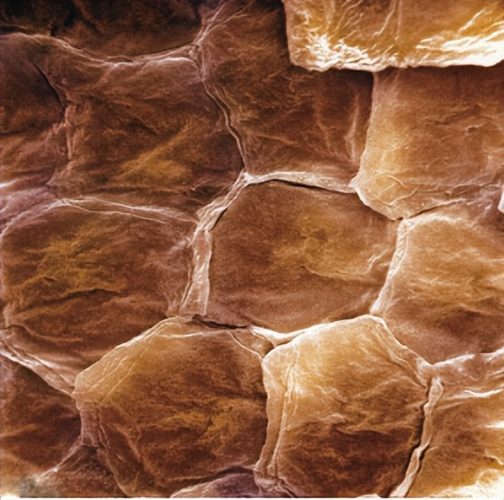 苏教版五年级科学刺激与反应ppt,2022苏教版五年级科学下册复习题