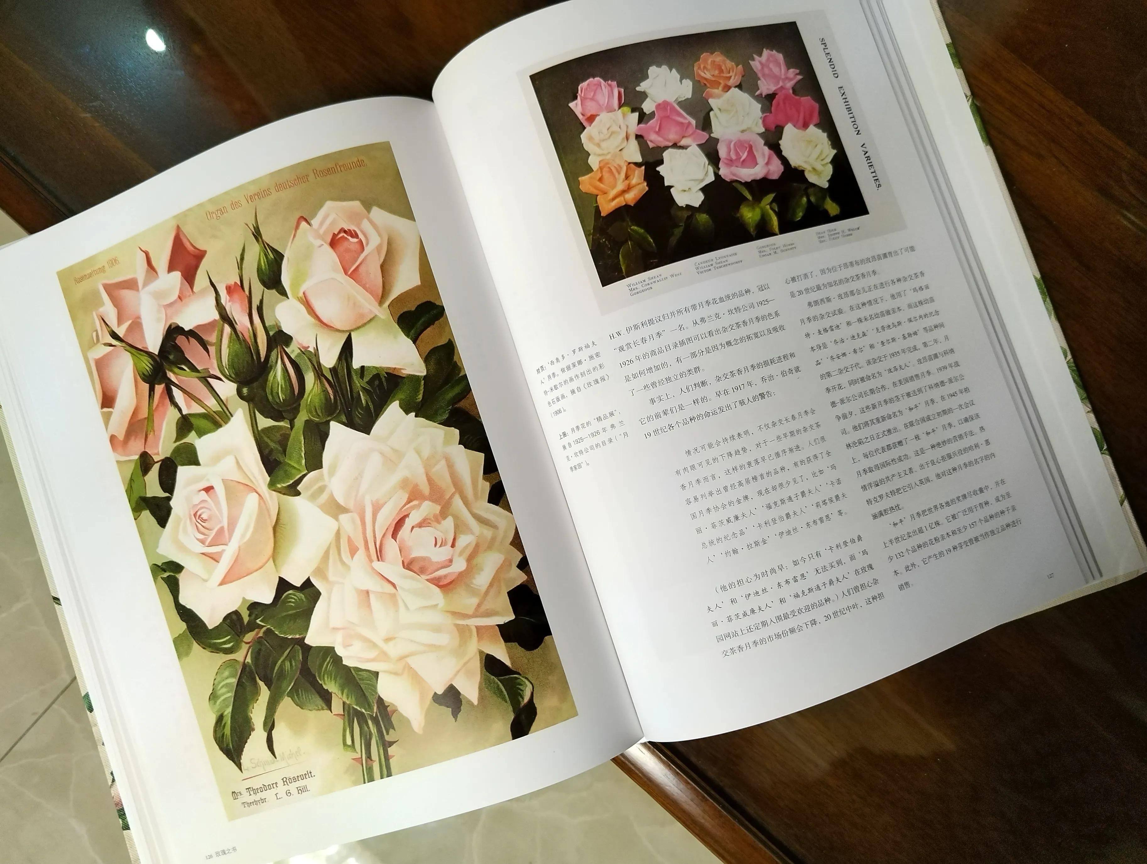 19朵香槟玫瑰花语的含义,6朵粉玫瑰花朵数代表含义