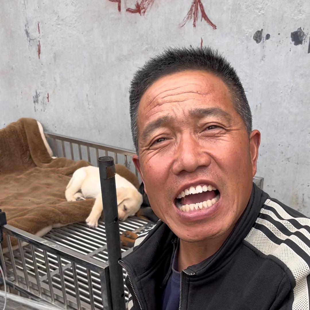 农村狗市大型犬金毛,3000左右的金毛犬舍