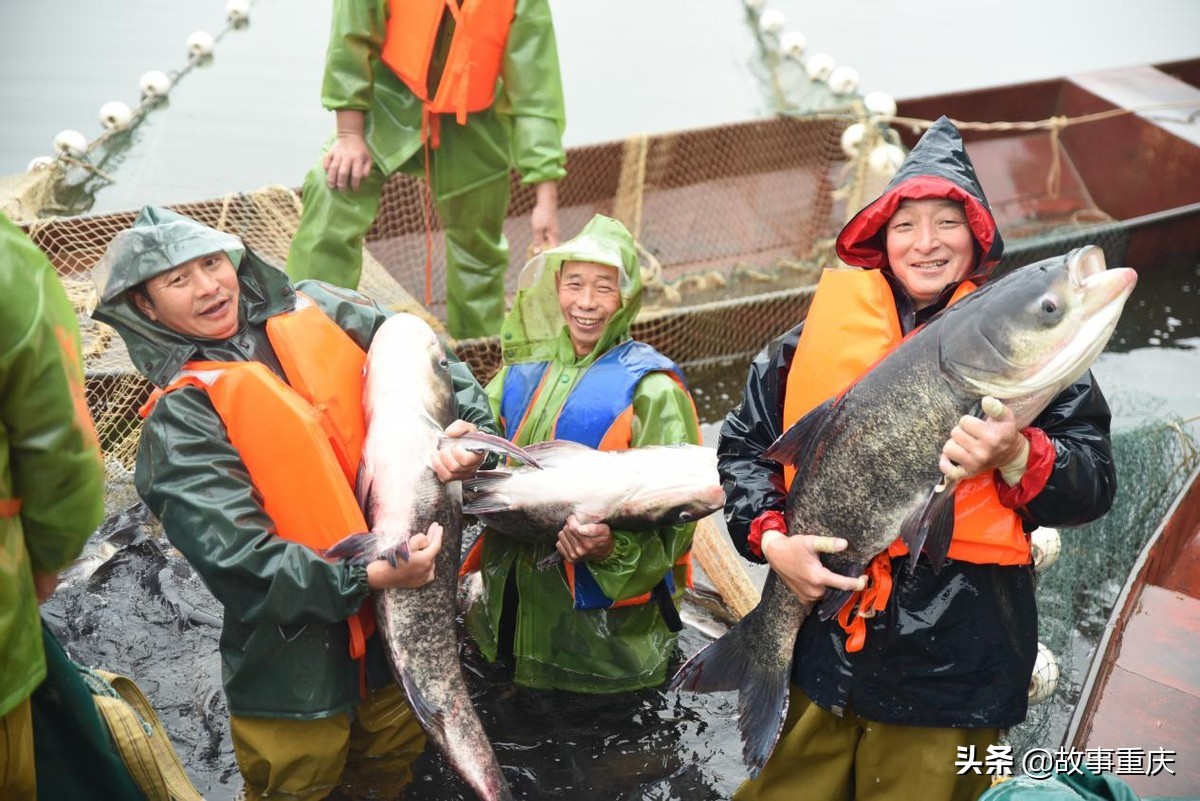 “两江渔业”巨鱼起捕拍卖背后的山城水库渔业之兴