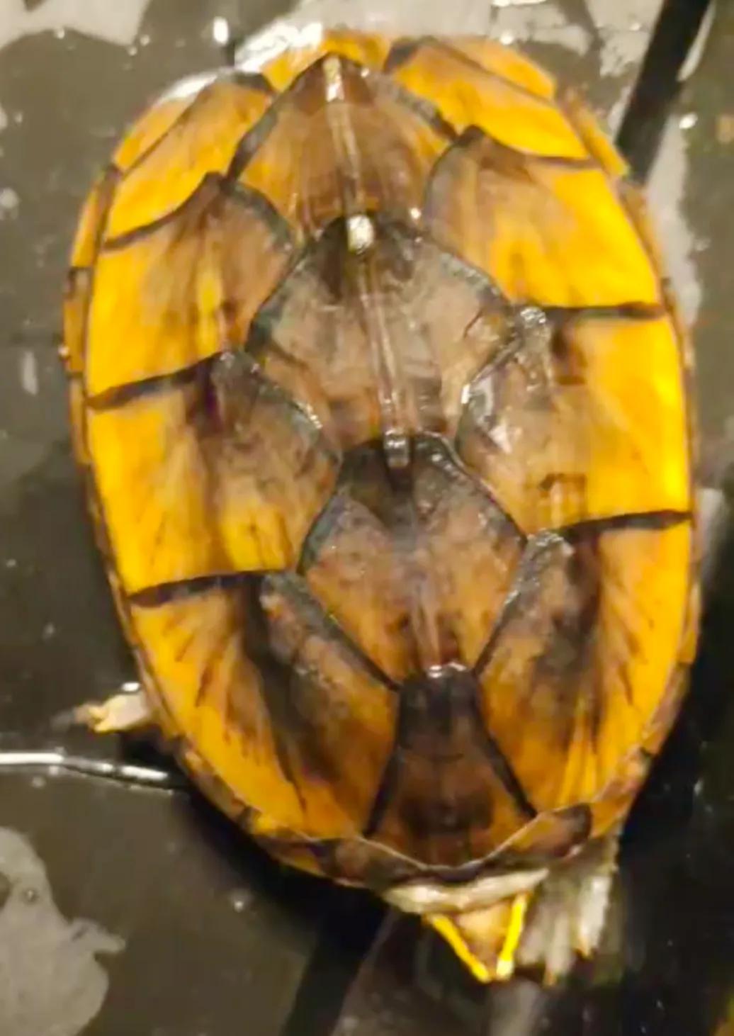 好养的蛋龟推荐,好养又好看的蛋龟