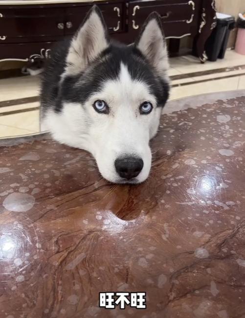 全网最听话的奥斯卡二哈,一只被主人逼疯的二哈奥斯卡