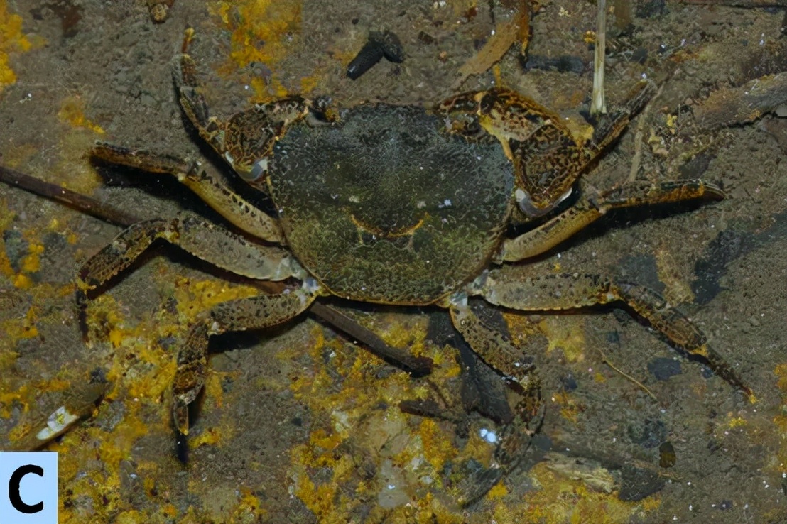 新物种深圳巨腹蟹好吃吗,深圳巨腹蟹发现物种