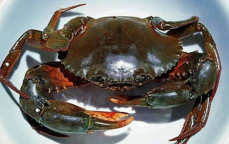 大湾区之珠海篇,2023优秀华裔大学生走进大湾区