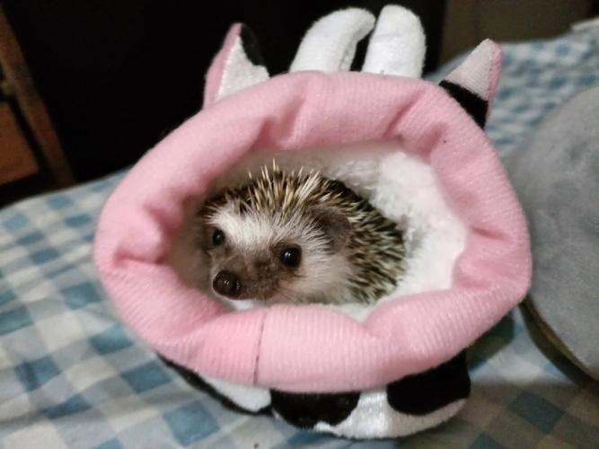 非洲迷你刺猬注意事项,刺猬注意什么