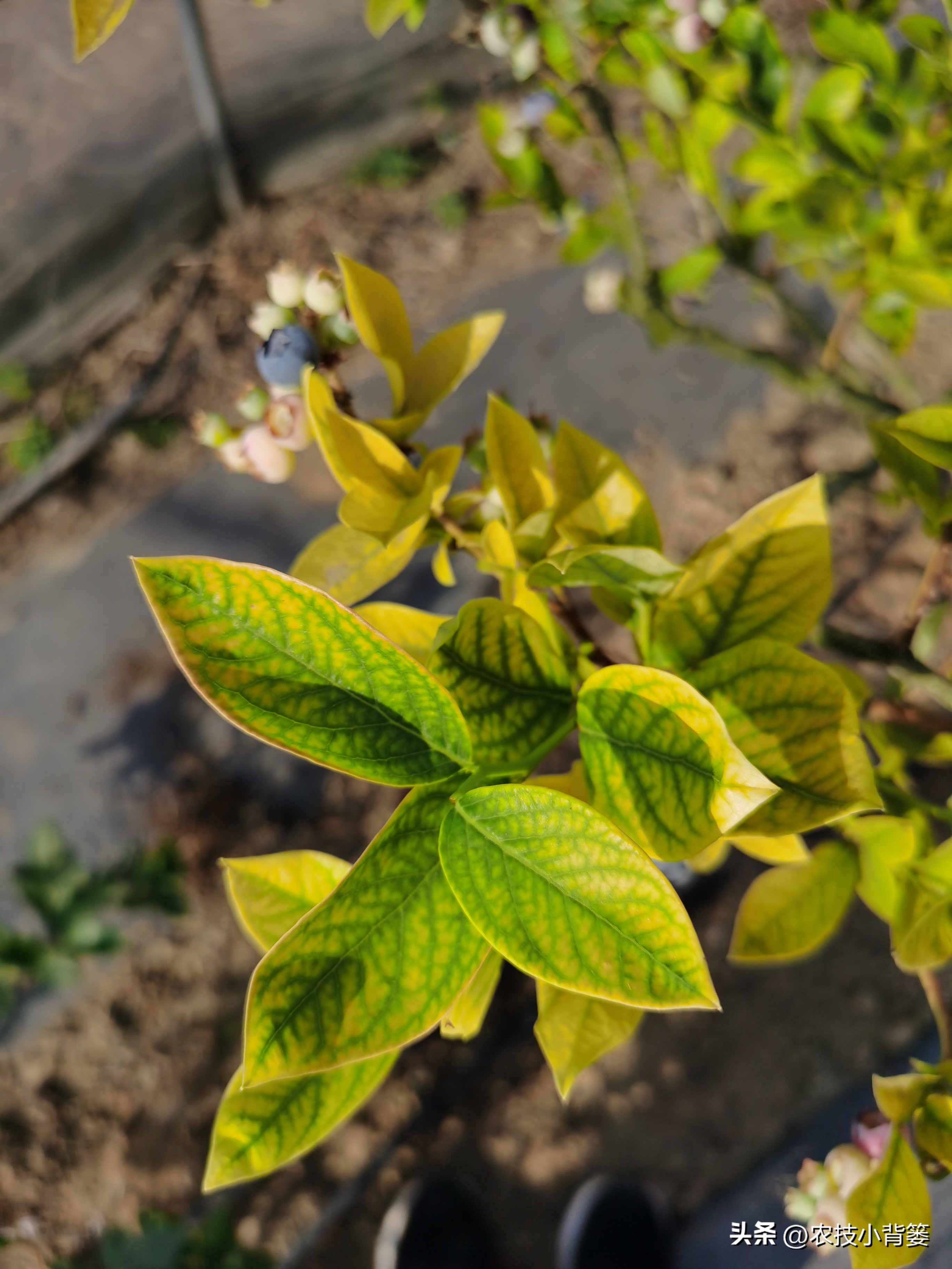 蓝莓黄叶几个月了还有救吗,蓝莓叶脉失绿发黄怎么办