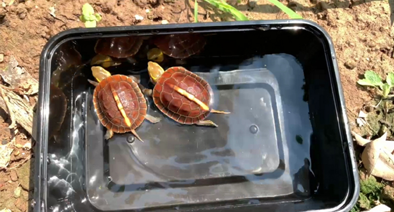 黄缘龟三年90克能分辨出公母吗,三年左右黄缘龟公母怎么区分