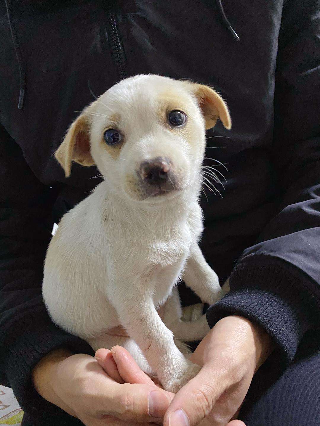 养狗多年才明白，母狗把狗崽“叼给”你，并非因为信任你