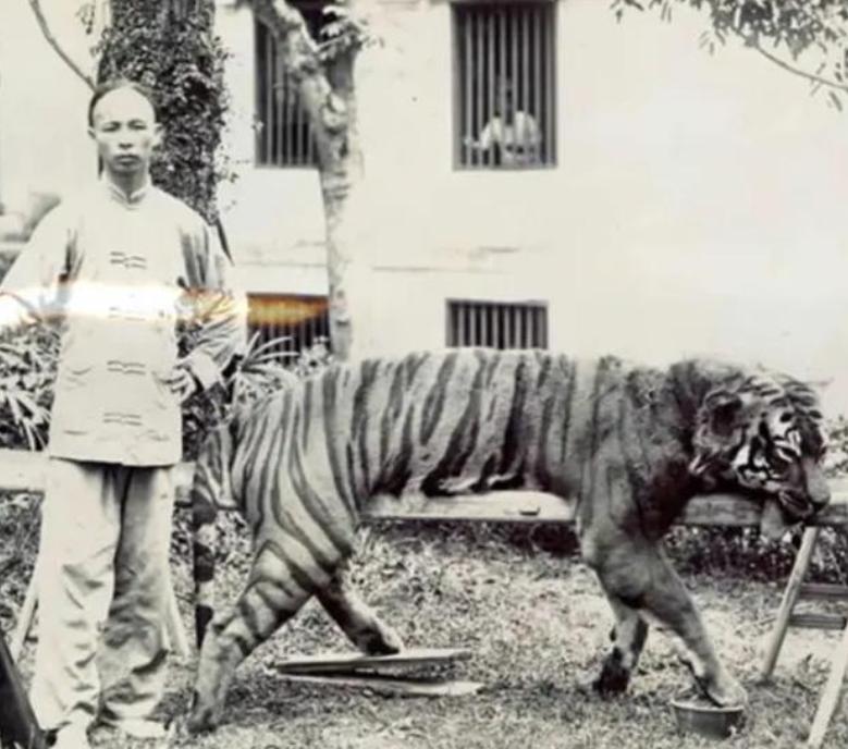 湖南奇人贺业武：一生杀死305只老虎，到死也不透露秘药配方