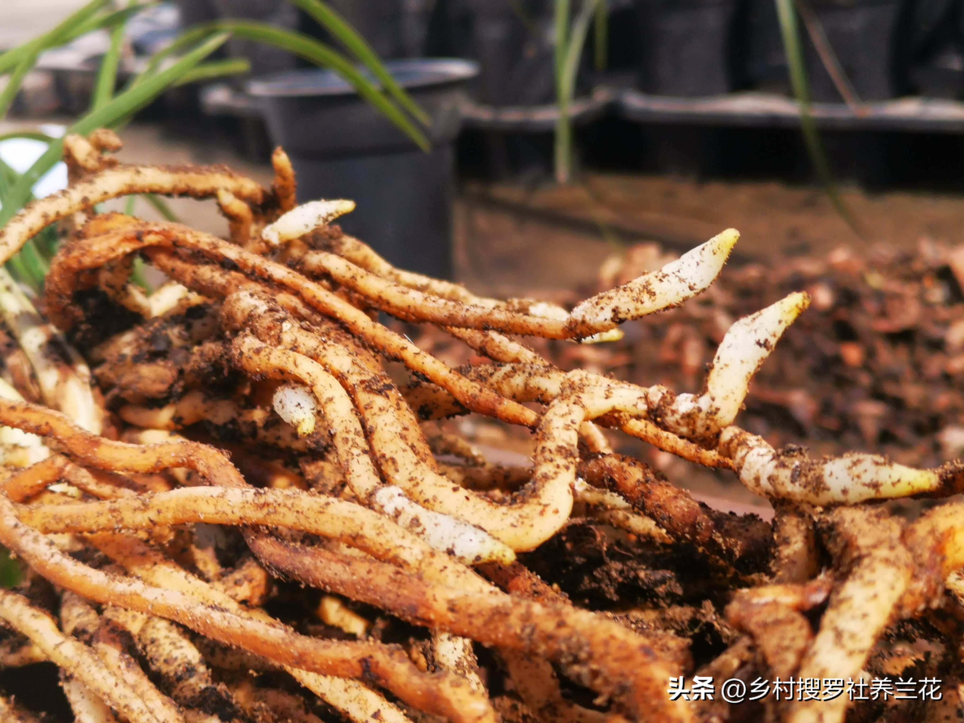 新手兰花不开花怎么办,新手养兰花不能做的事