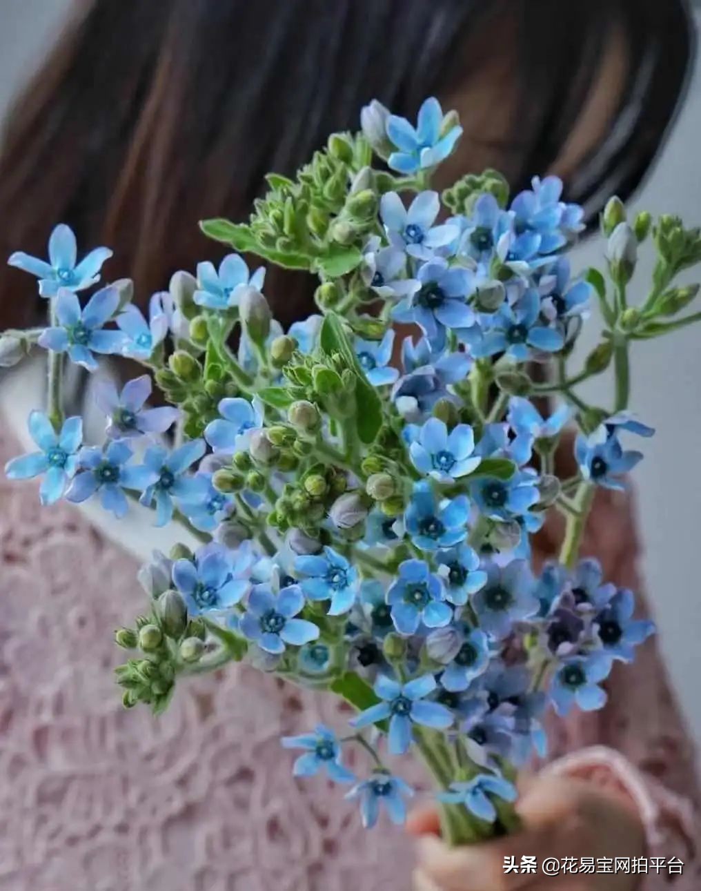 含花拍照中毒,夹竹桃的花中毒会怎样