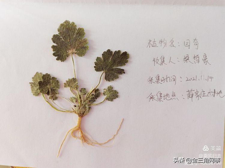 临猗庙上初中推进并践行植物标本课程