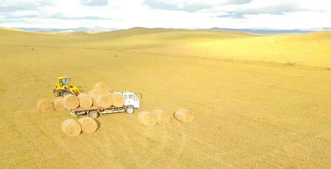 最具野性的美，我提名她