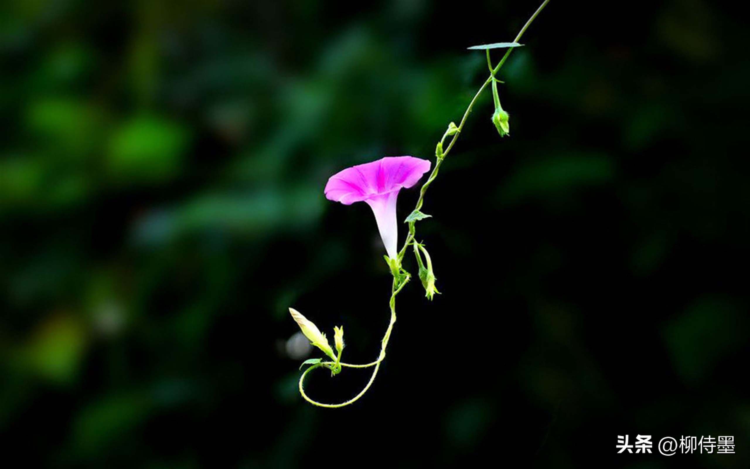 手机拍摄花朵的摄影技巧,拍照技术技巧花朵