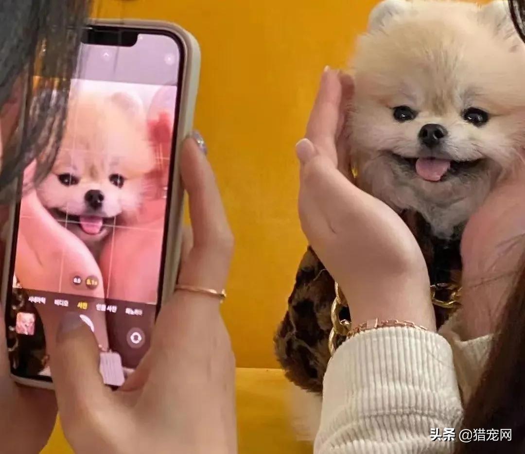 新手宠物美容师怎样能够快速上岗,宠物美容师避坑指南