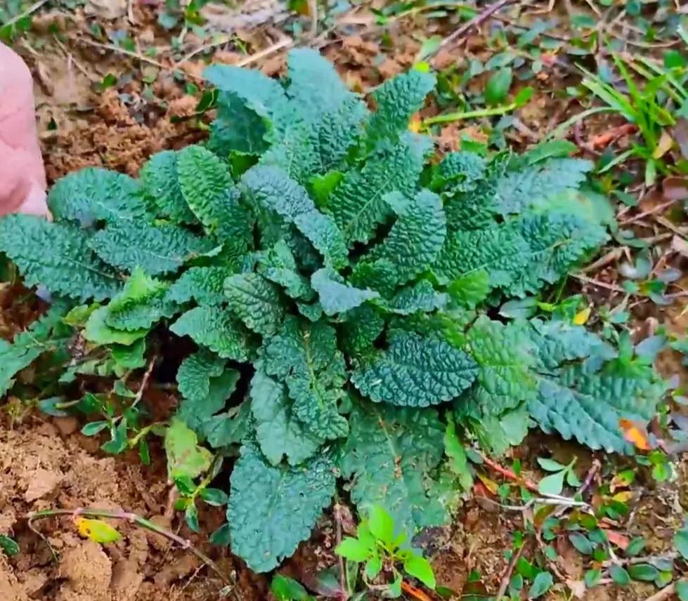 农村常见的顽固藤条植物,农村常见的止血植物图片