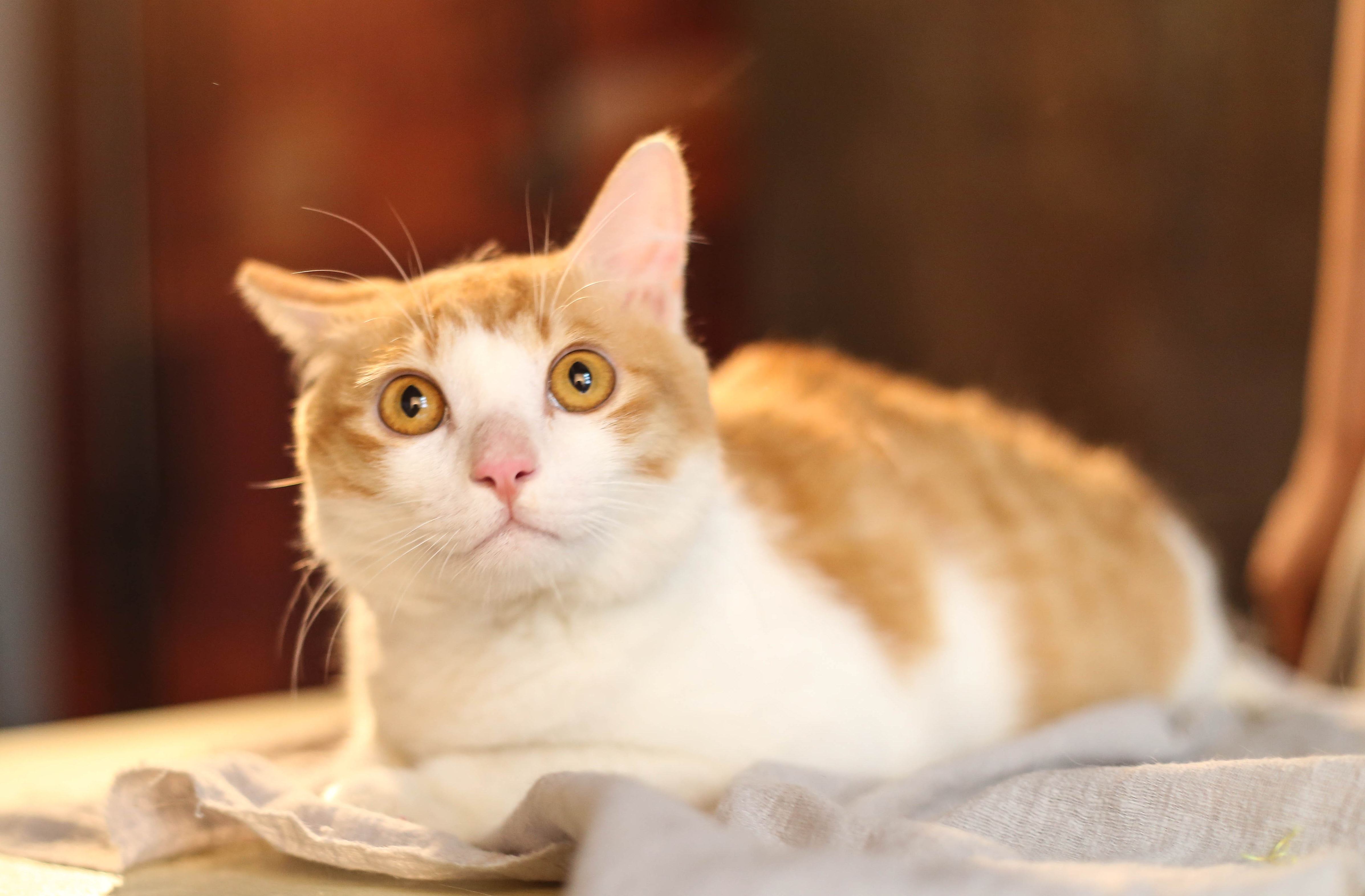 猫咪肉垫干裂严重涂什么,猫咪的肉垫需要护理吗