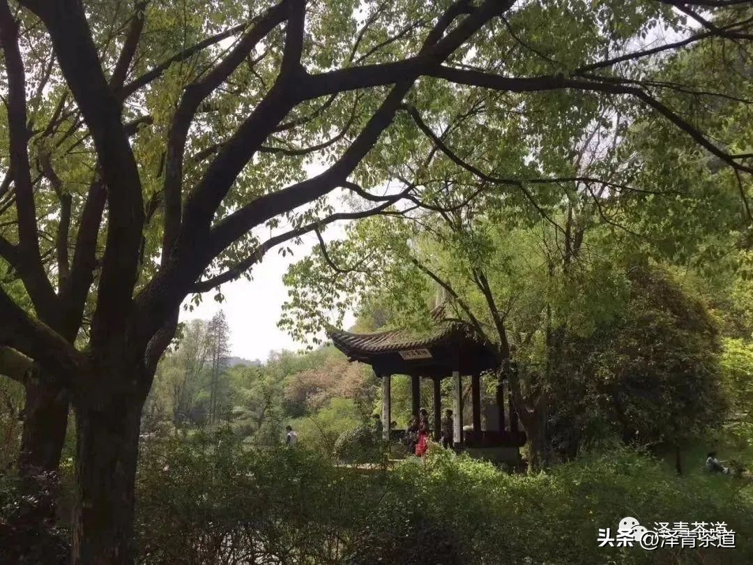 十大名茶是指哪十大,中国十大名茶最新排行建议收藏