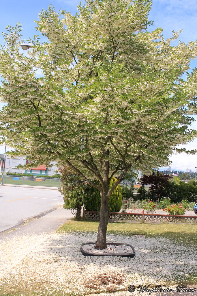 荒山种什么树木经济效益好,山东蒙阴承包荒山10元一亩