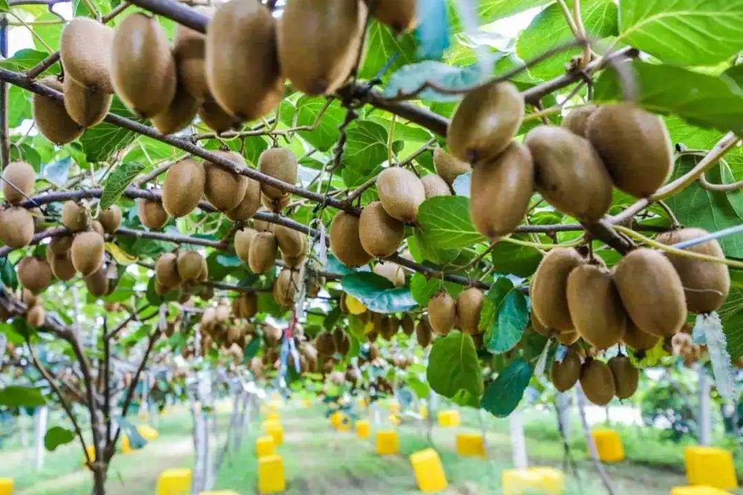 中国进口的猕猴桃,新西兰猕猴桃为啥畅销世界