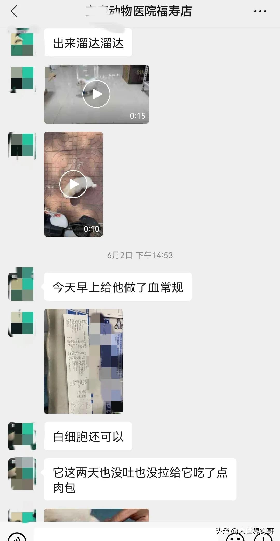 法斗幼犬得了细小治疗成功率多少,我家狗狗得了细小突然咬我一下