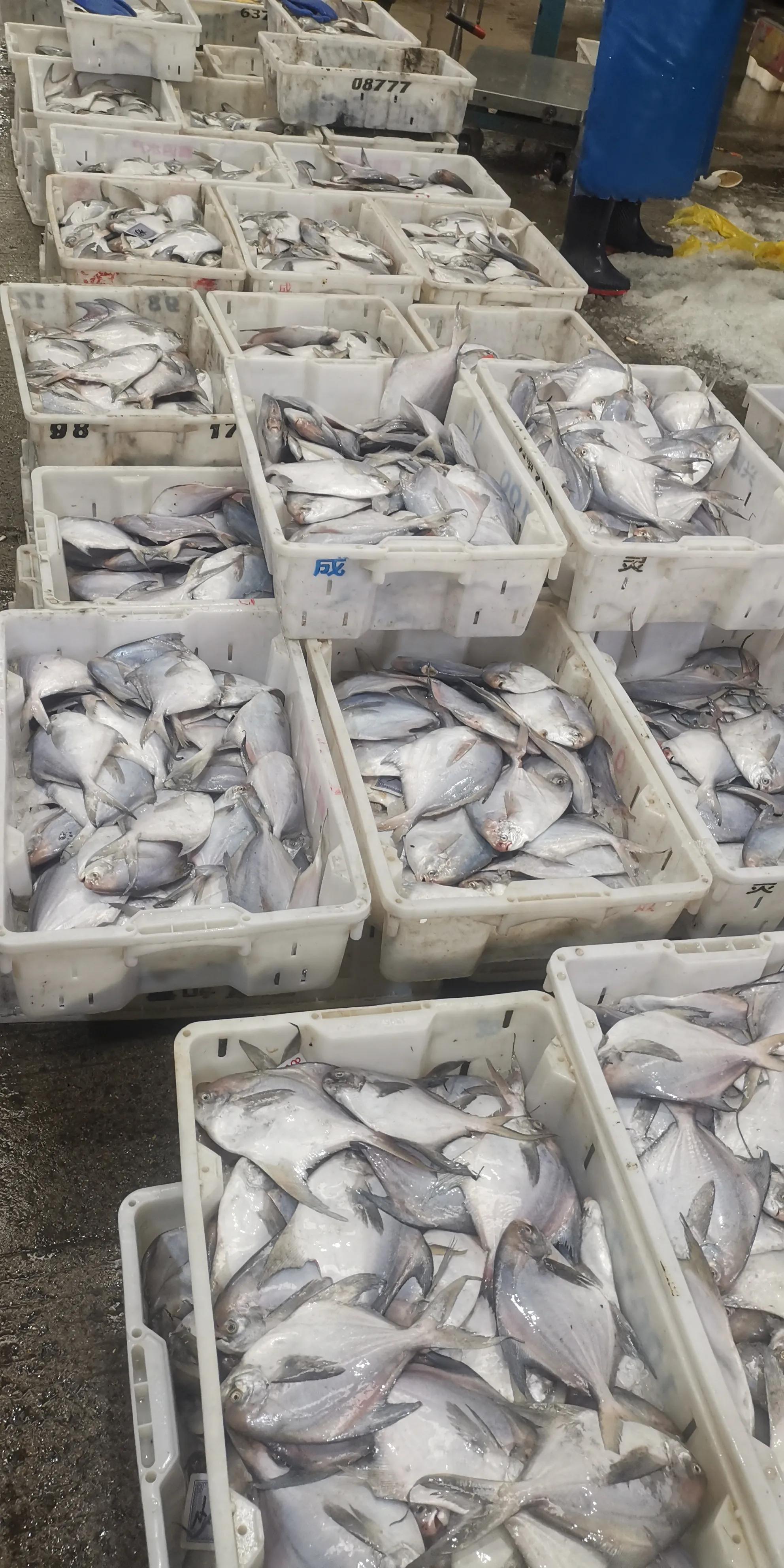 上海军工路东方国际海鲜市场,上海江杨路海鲜批发市场