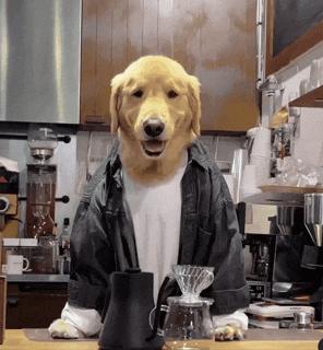 网友去喝咖啡，一进门吓一跳，店员竟然是只大金毛！