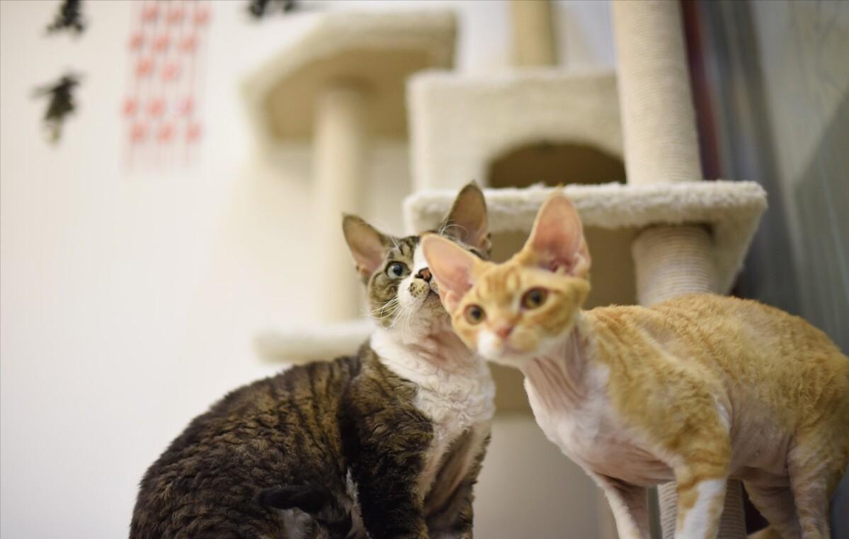 德文卷毛猫性格真好,thecatscope德文卷毛猫