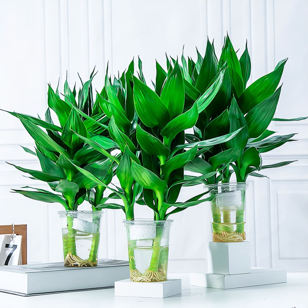 怎么样让水培富贵竹长得茂盛,短粗富贵竹水培方法