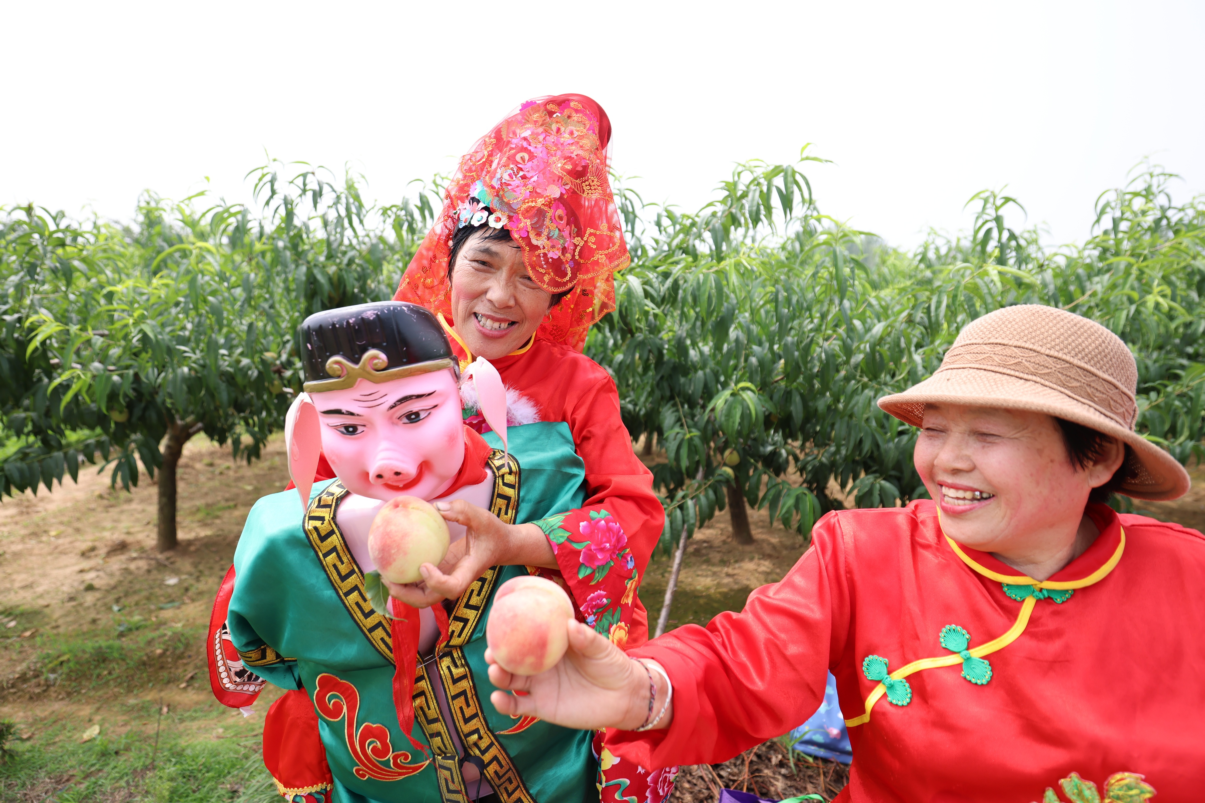 春有桃花源艺术节，夏有蜜桃采摘季，蜜桃成徐村乡村振兴新名片