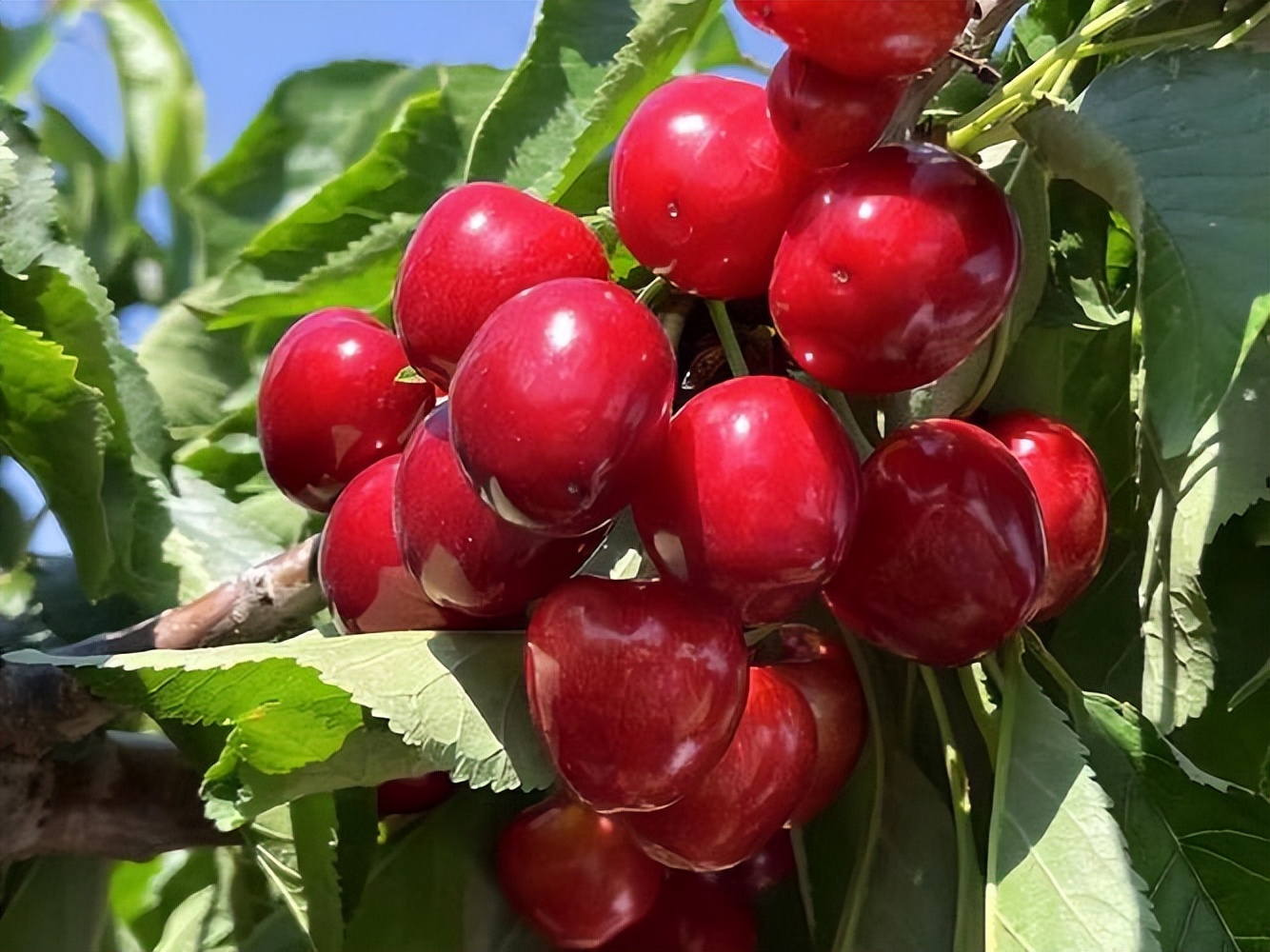 这7种人可不能乱吃樱桃,樱桃能不能随便吃