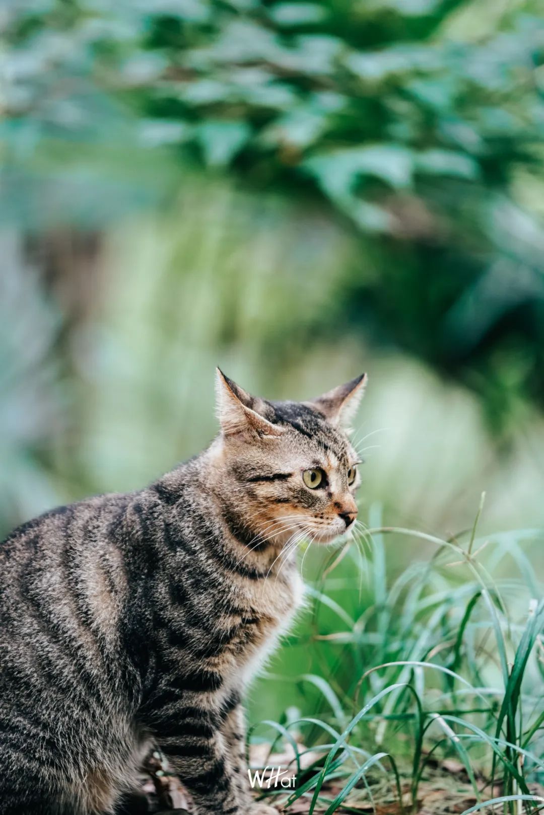 宝通寺后山流浪猫,猫可以治好人的精神内耗吗