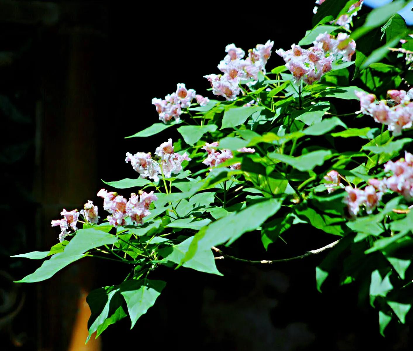 楸树林图片,楸树是古老的活化石树种