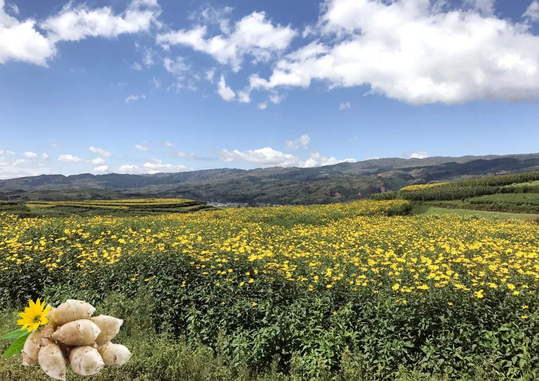 食品配料企业,食品配料公司有哪些