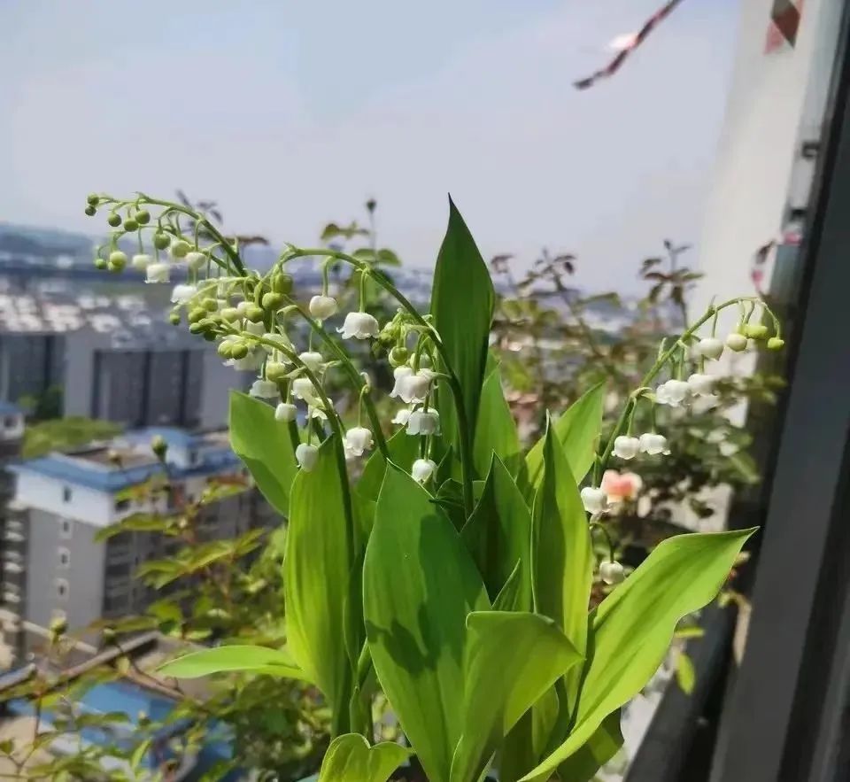 什么绿植去甲醛又好养,什么绿植去甲醛效果好又好养